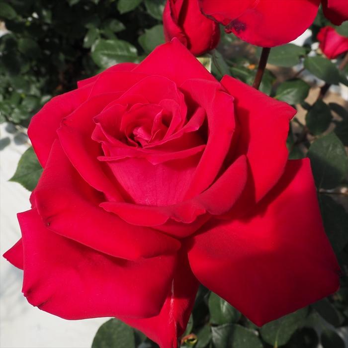 日本花キ流通 予約販売 バラ 苗 バラ 新苗 大輪 クリスチャン