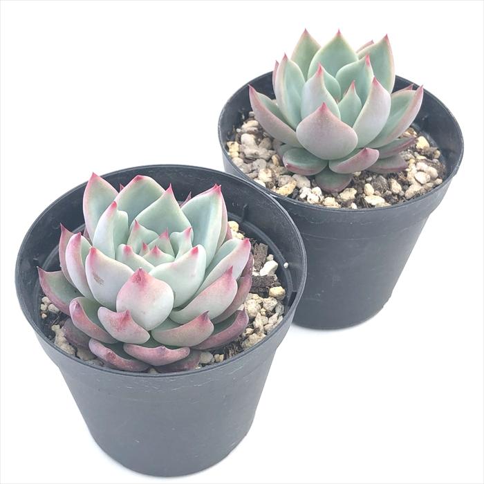 48】カリフォルニア輸入SAMリンゼアナNo.5 希少多肉植物