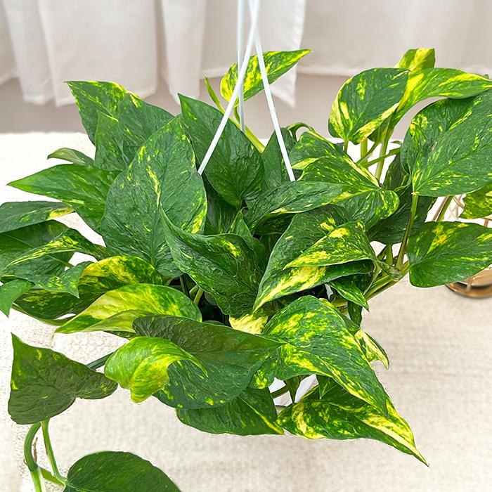 予約販売 観葉植物 ポトス テルノ No.012 バンピー 5号鉢 吊り鉢 吊り
