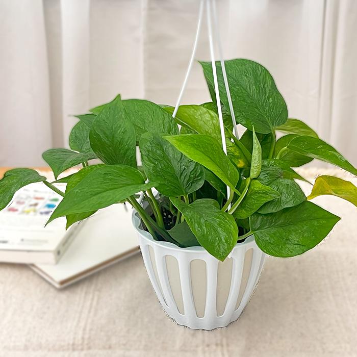 予約販売 観葉植物 ポトス テルノ No.013 リンダ 5号鉢 吊り鉢 吊り