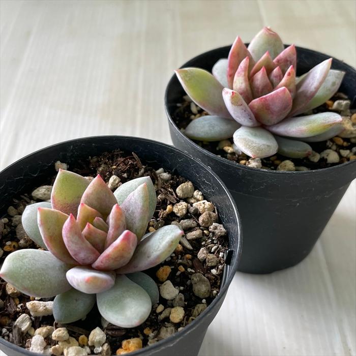 日本花キ流通 多肉植物 skエケベリア ドイツシャンペン 多肉植物