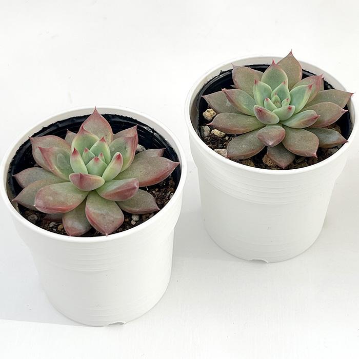 日本花キ流通 多肉植物 hmエケベリア リンゼアナ実生 多肉植物