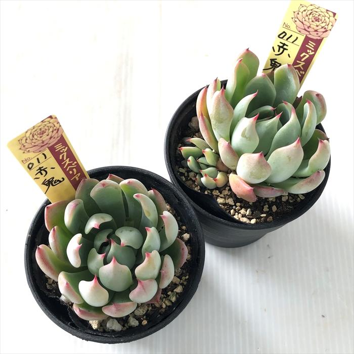 多肉植物 oriミックスベリア No.011 赤鬼 おらいさん苗 送料無料