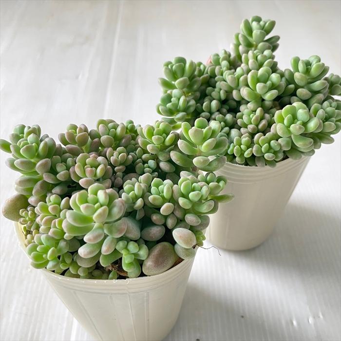 日本花キ流通 多肉植物 sbセダム ばらまきワンダ・ワンダ No.2 多肉