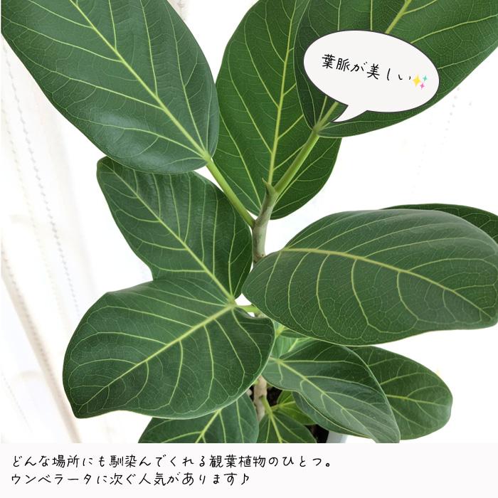 日本花キ流通 観葉植物 フィカス ベンガレンシス ゴムの木 6号鉢 送料
