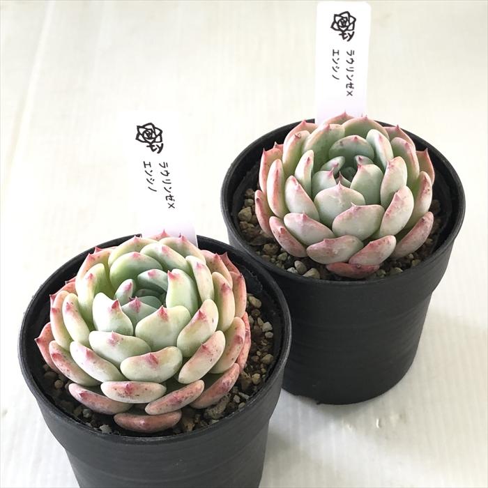 多肉植物 TYエケベリア ラウリンゼ×エンシノ TYさん苗 送料無料