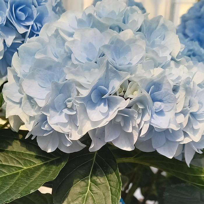 予約販売 アジサイ ポージィブーケエリーブルー 10.5cmポット さかもと