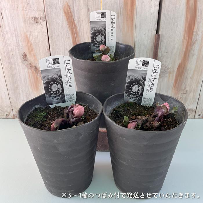 クリスマスローズ ピンクニゲル 広瀬園芸さん 4.5号鉢 送料無料 鉢花