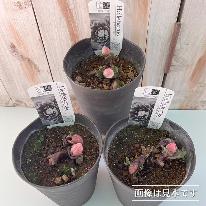 クリスマスローズ ピンクニゲル 広瀬園芸さん 4.5号鉢 送料無料 鉢花