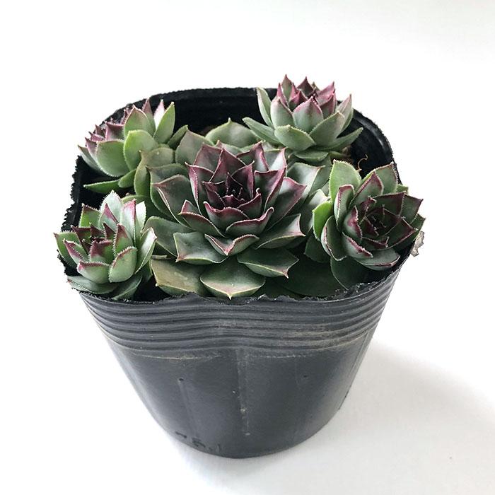 日本花キ流通 多肉植物 sfセンペルビウム チョコレートチップ 7.5cm