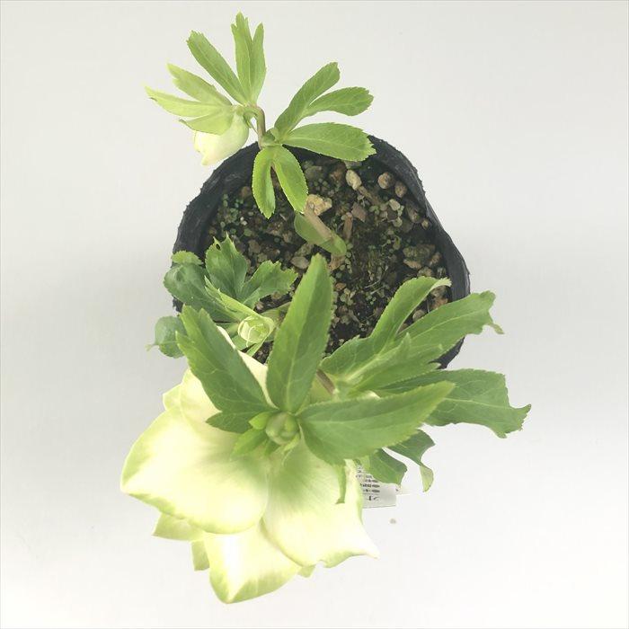 クリスマスローズ 利休 0209-010 現品販売 送料無料 曽田園芸 12cm