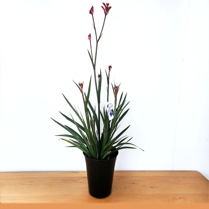 日本花キ流通 予約販売 カンガルーポー クリスタル アニゴザントス 5号