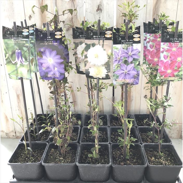 予約販売 クレマチス 苗 風の方位 フロリダ系 及川フラグリーン