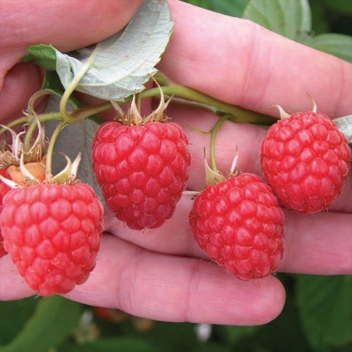 日本花キ流通 予約販売 ラズベリー 苗 グレンアンプル 9cmポット トゲ