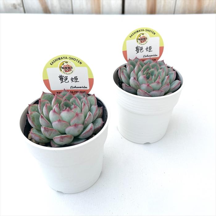 多肉植物 kswエケベリア 艶姫 柏屋商店さん苗 エケベリア 6cmポット