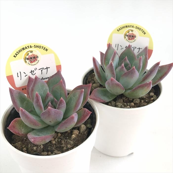 多肉植物 kswエケベリア リンゼアナ 柏屋商店さん苗 エケベリア 6cm