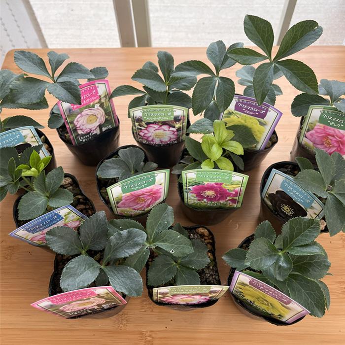 日本花キ流通 クリスマスローズ苗 ダブル 3株セット 9cmポット 新潟県