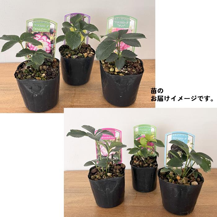 日本花キ流通 クリスマスローズ苗 ダブル 3株セット 9cmポット 新潟県