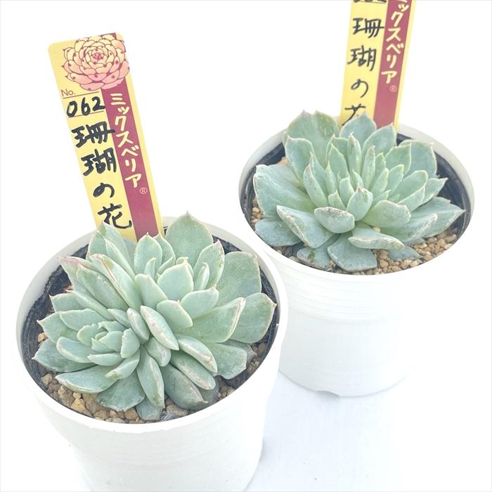 多肉植物 oriミックスベリア No.062 珊瑚の花 おらいさん苗 送料無料