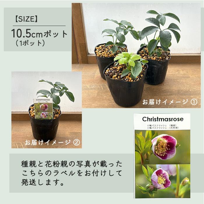 予約販売 クリスマスローズ 苗 パステリッシュストレイン 大和園さん