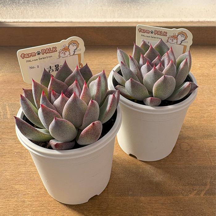 多肉植物 PAL nae セレクション No.002 吉影 パルクさん苗 送料無料