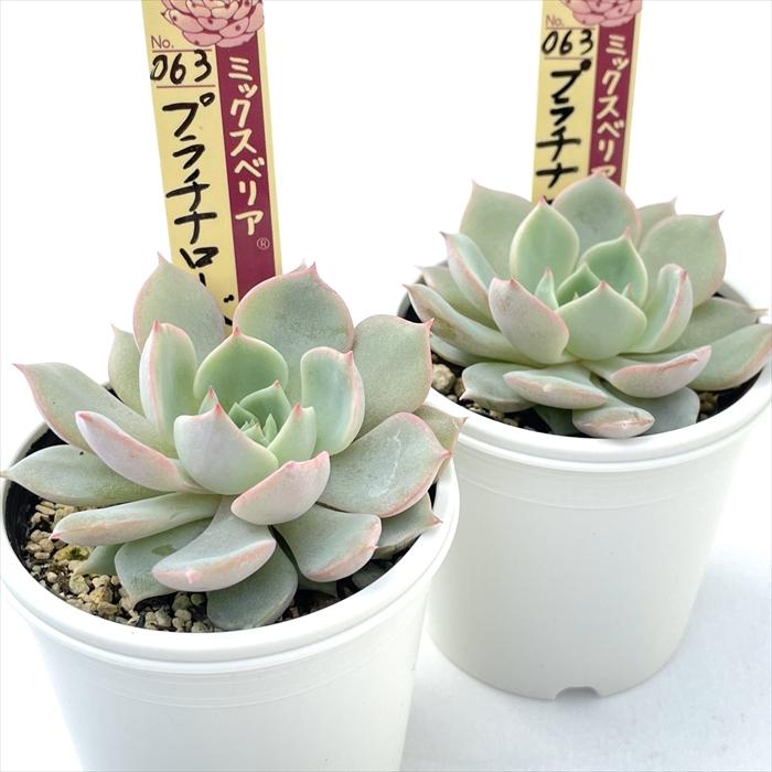 多肉植物 oriミックスベリア No.063 プラチナローズ おらいさん苗 送料