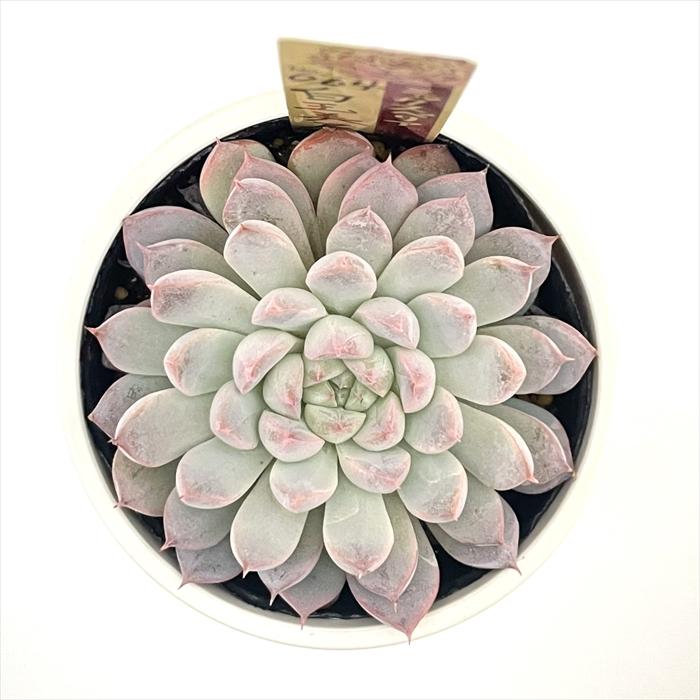 多肉植物 oriミックスベリア No.064 白玉美尼 おらいさん苗 送料無料