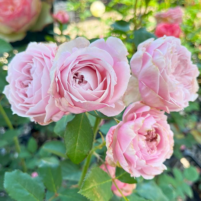 予約販売 バラ苗 バラ新苗 トイプー 契約品種 薔薇 ばら 国産苗 岡松