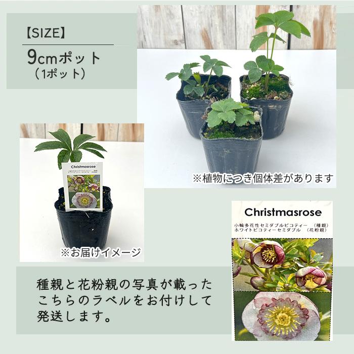 予約販売 クリスマスローズ 苗 大和園さん オリジナル交配 実生苗 y-01