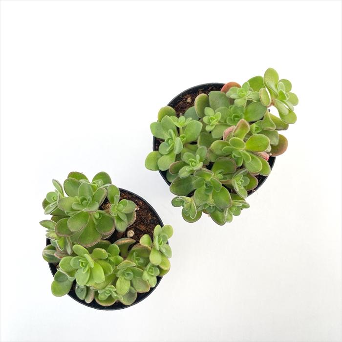 日本花キ流通 多肉植物 caアエオニウム サンデルシー 多肉植物