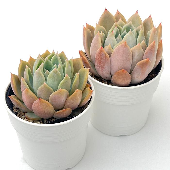 日本花キ流通 多肉植物 hxエケベリア リンゼアナ×ヒアリナサント