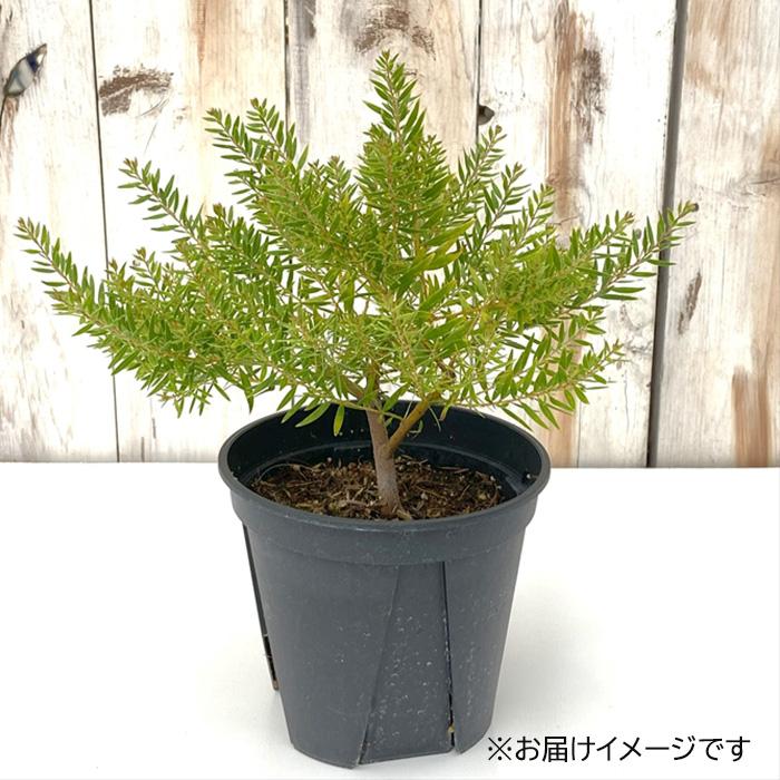 日本花キ流通 アカシア テレサ 5号鉢 送料無料 矮性種 庭木 苗木 花木