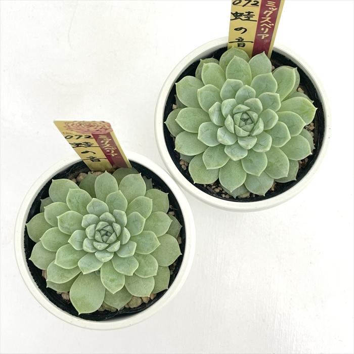 多肉植物 oriミックスベリア No.072 蛙の音 おらいさん苗 送料無料