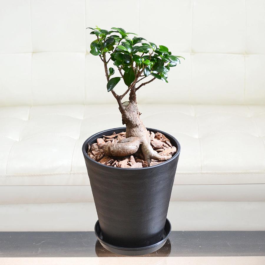 観葉植物 ガジュマル 多幸の木 おしゃれ お祝い 6号ブラックセラート鉢