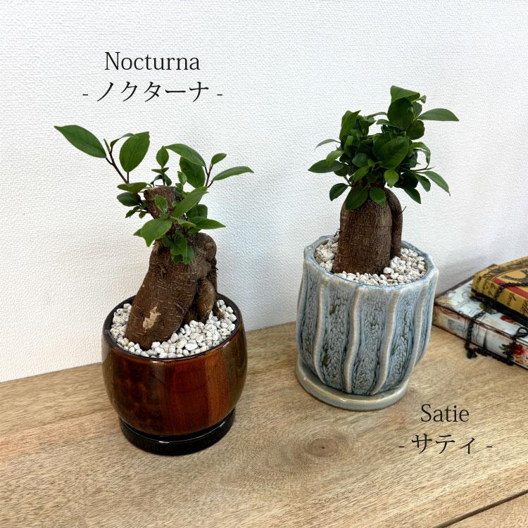 一部地域送料無料) ガジュマル 幹太タイプ 4号 選べるこだわりの植木鉢