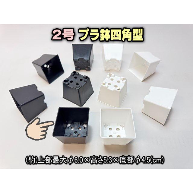 2号プラ鉢四角型-黒色-ミニサイズ※【黒-超ミニ】[2GB] : フラワー