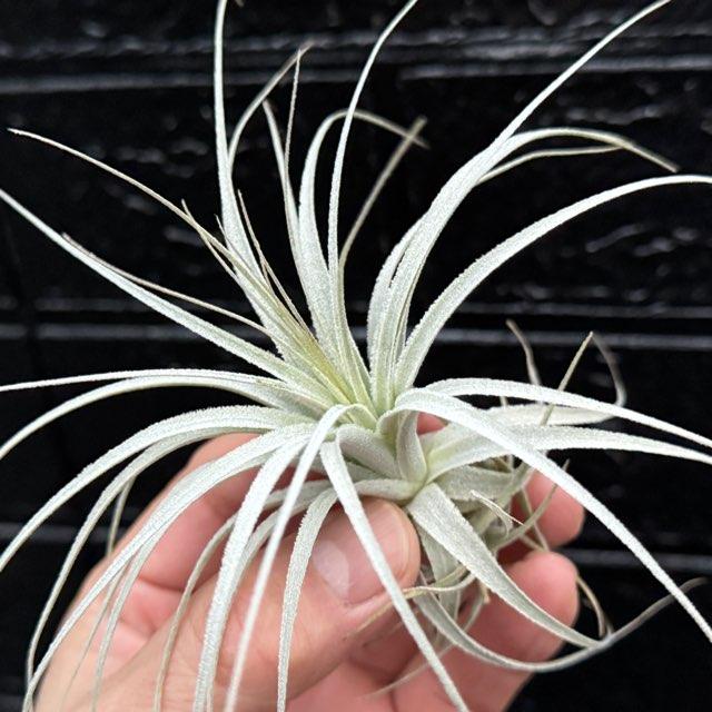 現品販売]チランジア チャペウエンシス Tillandsia chapeuensis ＊(約