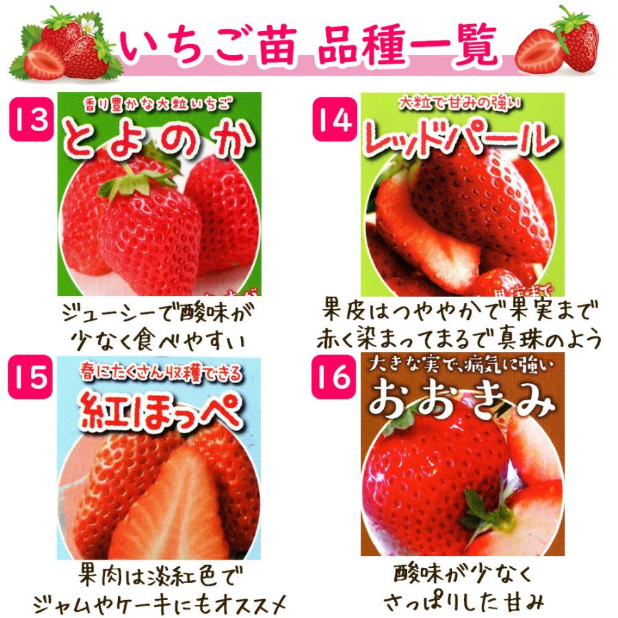 おまかせ いちご イチゴ 苗 3ポット 9cmポット苗 : 富士園芸Yahoo