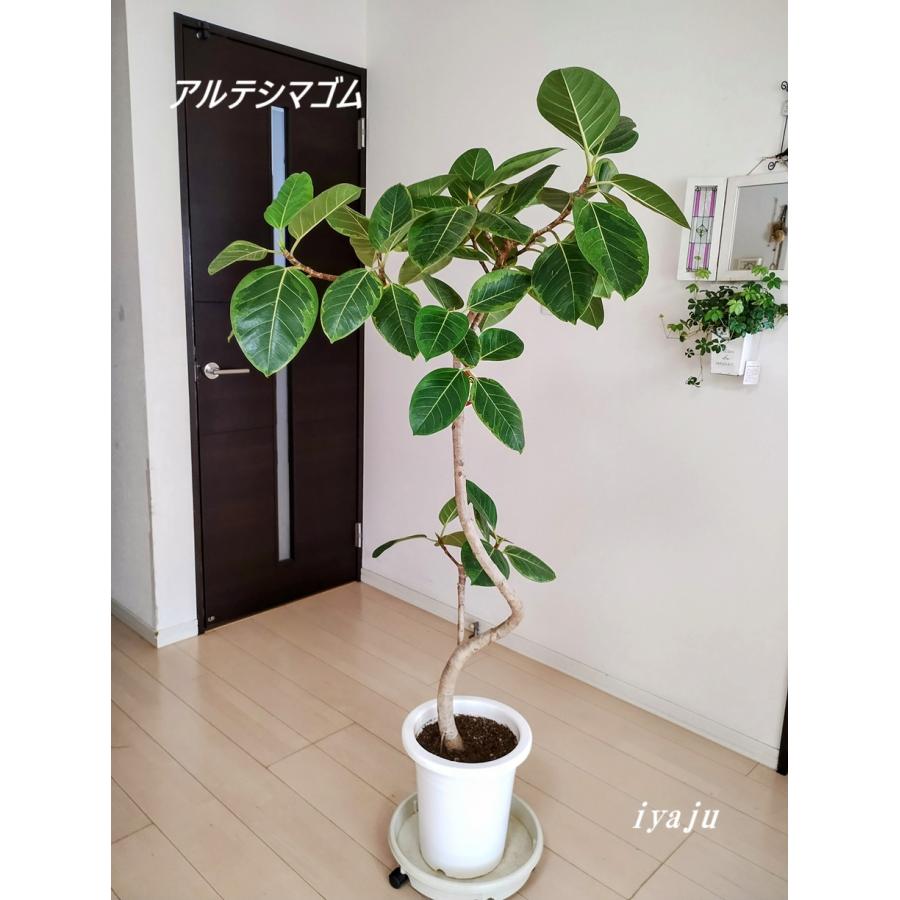 フィカス アルテシマゴムの木 9号（0205）インテリア 開店祝い 新築