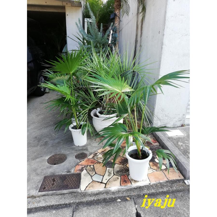 ビロウヤシ 8号 耐寒性ヤシ オシャレな観葉植物 ドライガーデン 新築