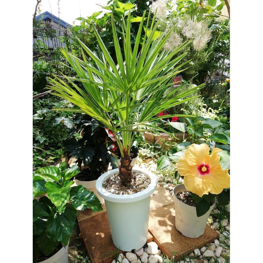 チャメロプス 7号（0011） 耐寒性ヤシ 観葉植物 ドライガーデン