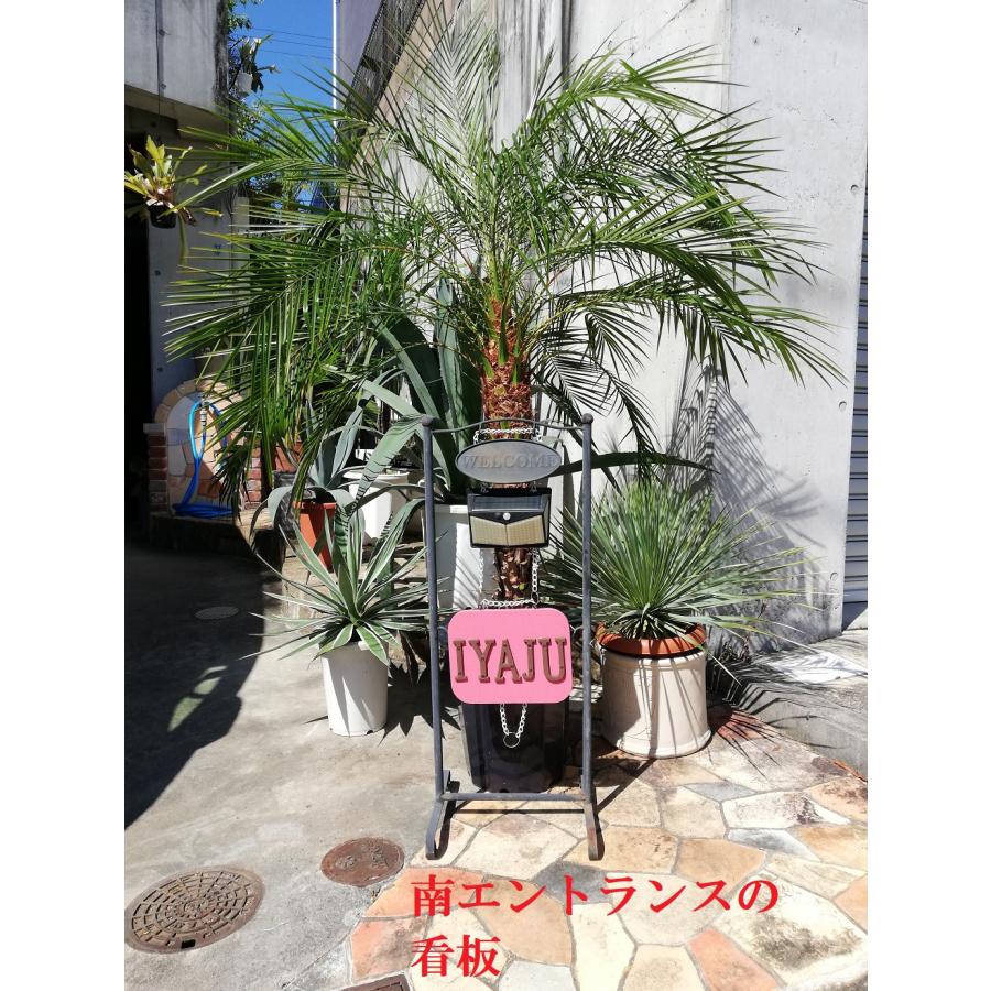 ココスヤシ 10号 耐寒性観葉植物 スクエアデザイン鉢植え リゾート