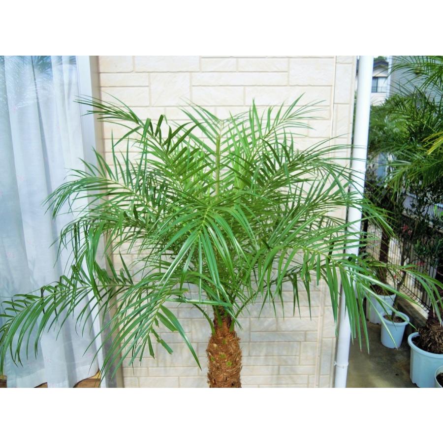 フェニックスロベレニー 9号Mサイズ 八丈島産 ヤシの木