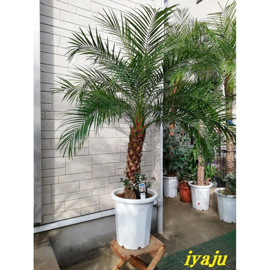フェニックスロベレニー（0211） 八丈島産 ヤシの木 シンノウヤシ 10号