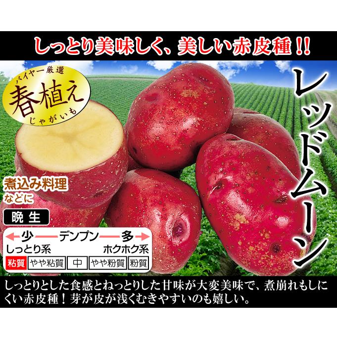 じゃがいも種芋 レッドムーン1kg : 花と緑 国華園 - 通販 - Yahoo