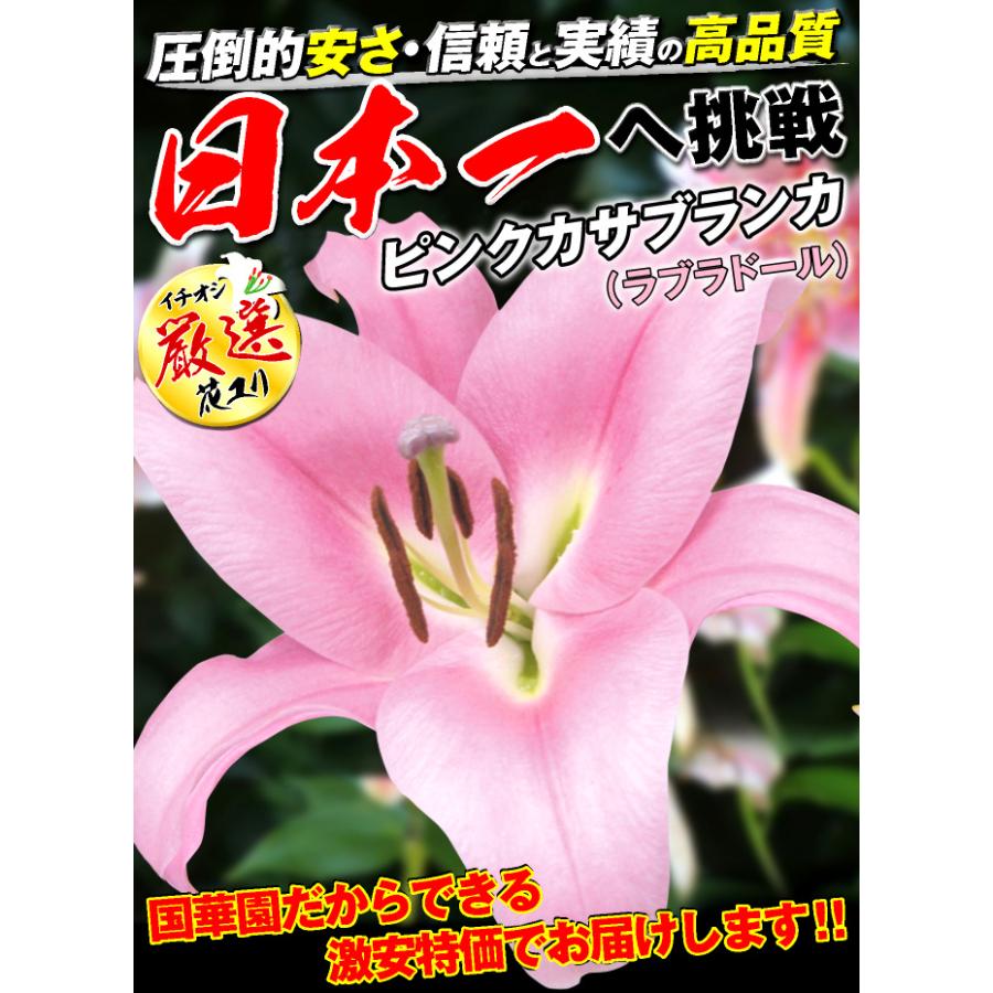 ユリ 球根 オリエンタルリリー 大球 ピンクカサブランカ (ラブラドール