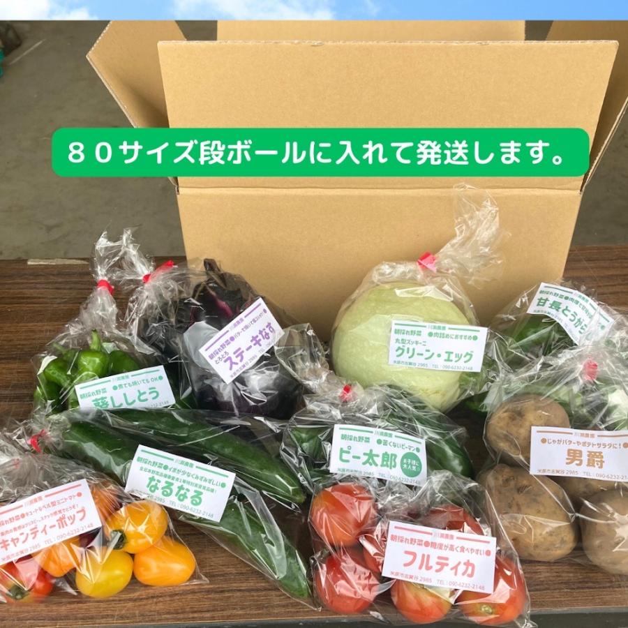農家厳選 朝採れ夏野菜セット 滋賀県産 農家直送 送料無料 : 蛍の里