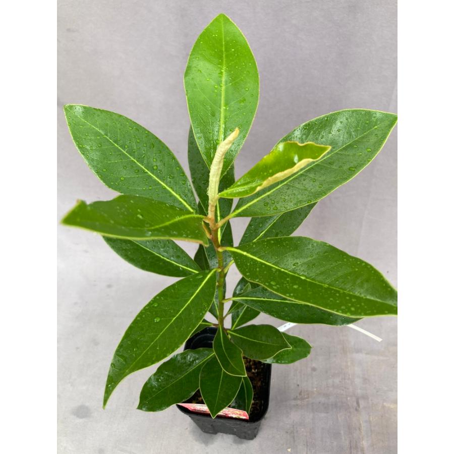 タイサンボク・リトルジェム 3.5号 : 日本ライン花木センターYahoo