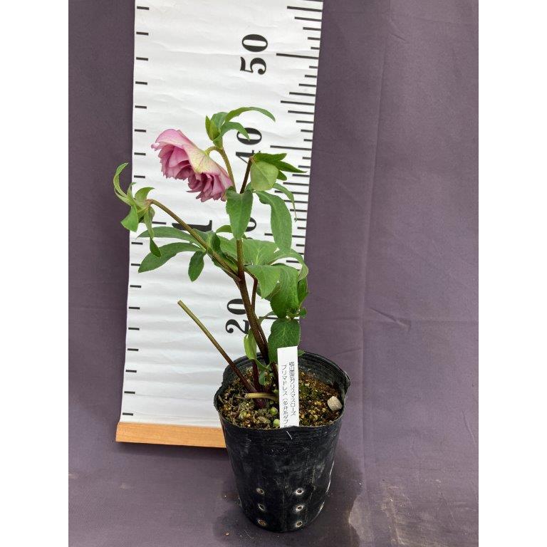 クリスマスローズ 横山園芸 プリマドレス 多弁系ダブル : 日本ライン