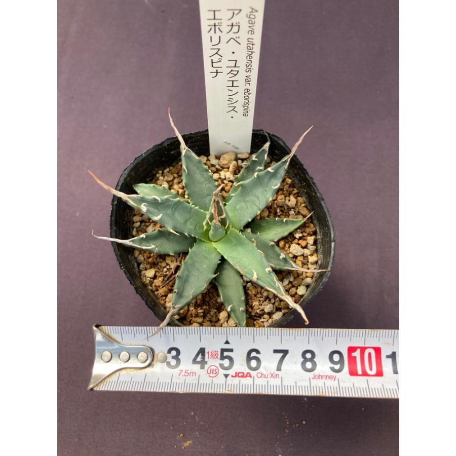 アガベ・ユタエンシス・エボリスピナ : 日本ライン花木センターYahoo